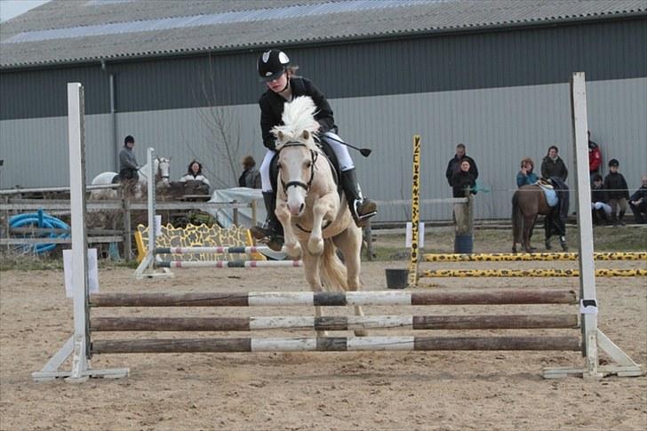 Welsh Mountain (sec A) Liljelunds Sundance - snart er der kun minderne tilbage.... billede 14