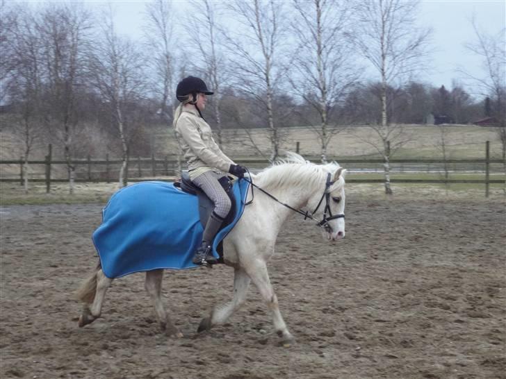 Welsh Mountain (sec A) Liljelunds Sundance - den dag hvor kun minderne er tilbage, vil jeg ikk leve mere... billede 15