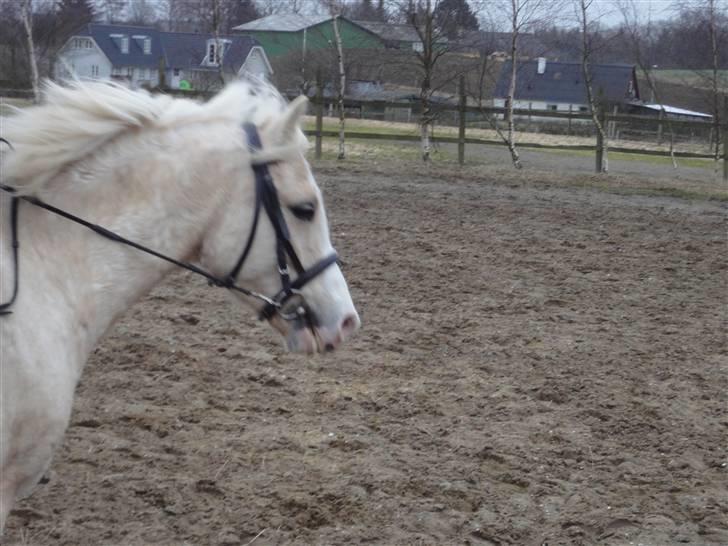 Welsh Mountain (sec A) Liljelunds Sundance - Jeg prøver at glemme det snart er slut, men det er svært for jeg elsker dig virkelig pony :´D<3 billede 16
