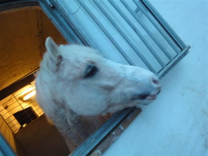 Welsh Mountain (sec A) Liljelunds Sundance - Der ingen der nogensinde vil forstå hvor højt jeg engentlig elsker dig? Ingen gang jeg kan svare dig på det d: billede 17