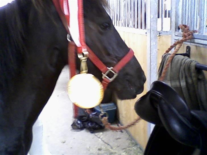 Islænder Prinsessa fra Pegasus - Prinsessa med gulmedaljen, da vi blev Danmarksmestre i T.2. billede 7