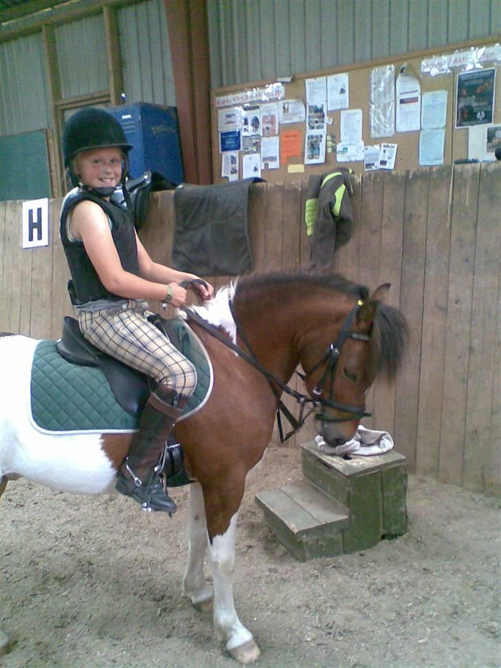 Pinto Arsenal - smukke Nalle billede 1