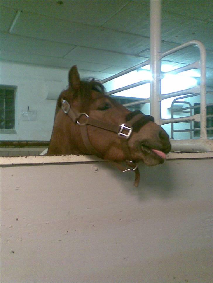 Pinto Arsenal - Du må ikke række tunge Nalle billede 2