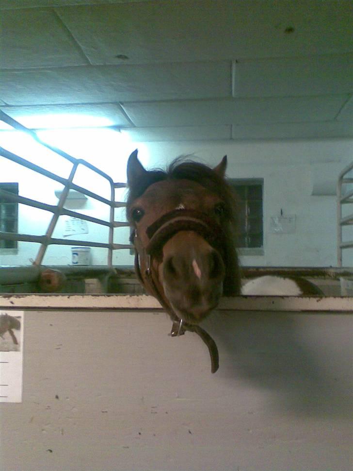 Pinto Arsenal - Hej Nalle billede 3