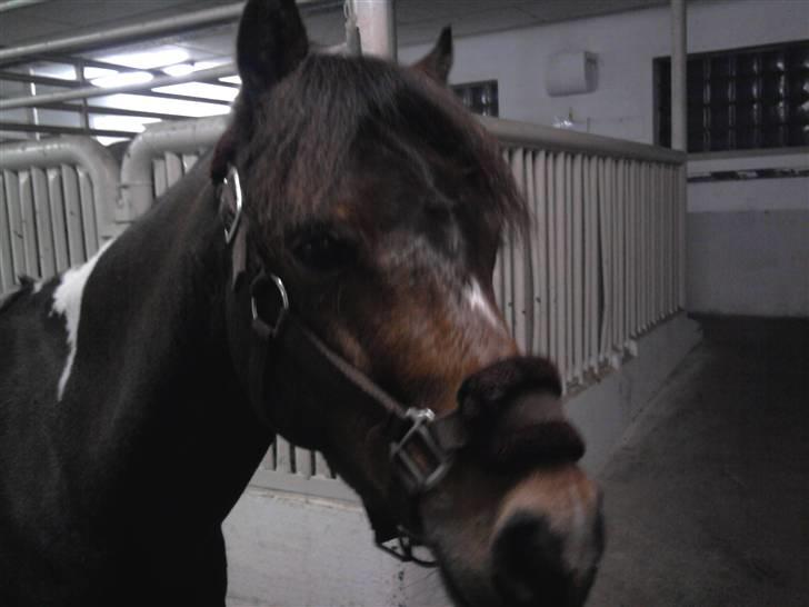 Pinto Arsenal - Ham der er pæn og dejlig billede 4