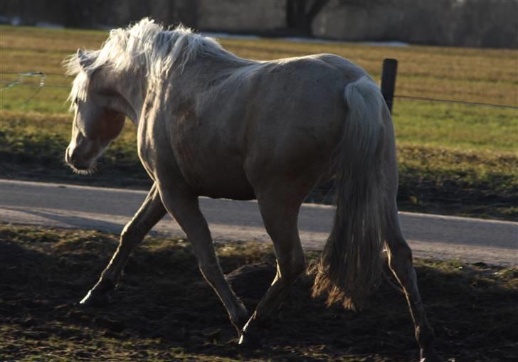 Welsh Pony af Cob-type (sec C) palsgårds blondie billede 1