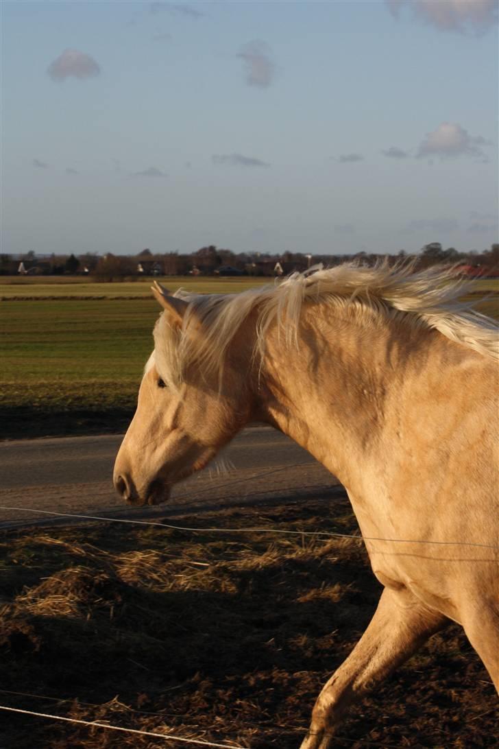 Welsh Pony af Cob-type (sec C) palsgårds blondie billede 2
