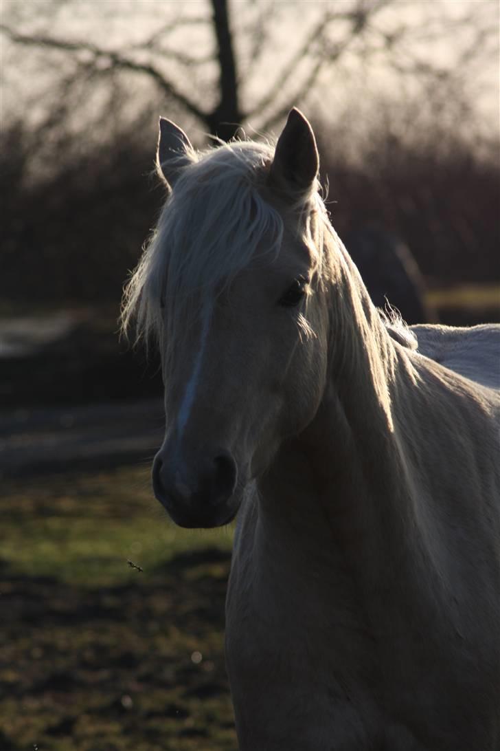 Welsh Pony af Cob-type (sec C) palsgårds blondie billede 3