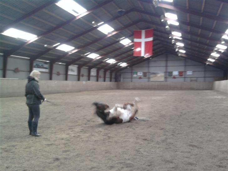 Pinto Arsenal - Jeg skal lige rulle mig billede 5