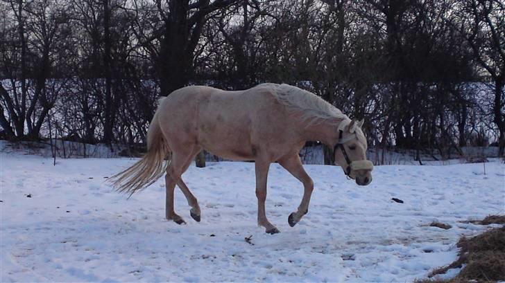 Welsh Pony af Cob-type (sec C) palsgårds blondie billede 5