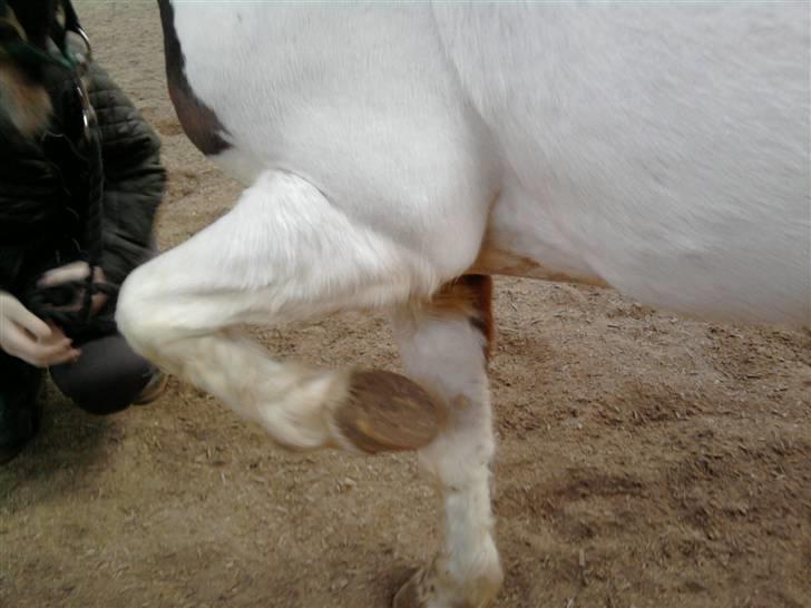 Pinto Arsenal - Giv mig nogen guffer billede 6