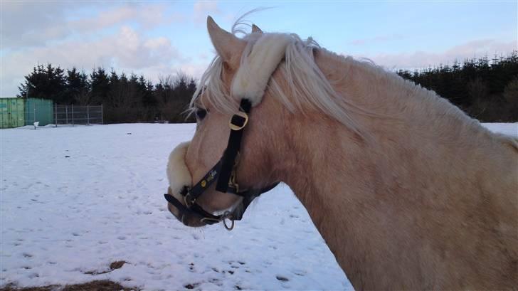 Welsh Pony af Cob-type (sec C) palsgårds blondie billede 6