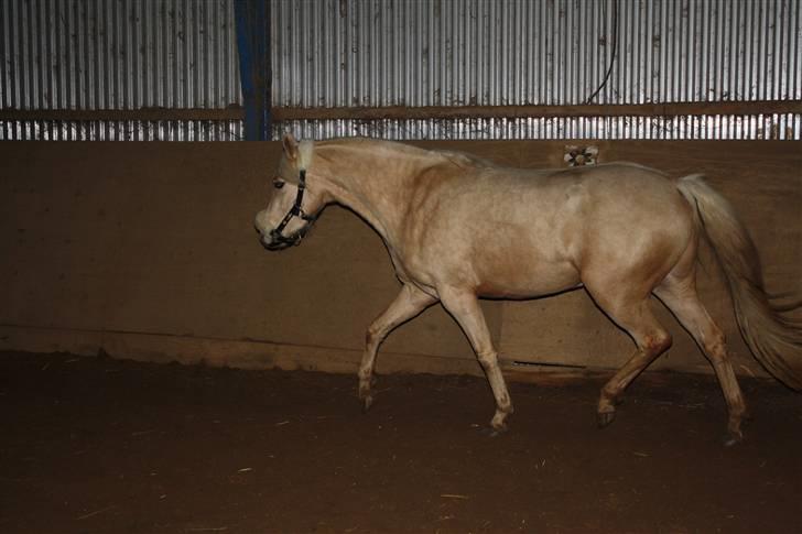 Welsh Pony af Cob-type (sec C) palsgårds blondie billede 7