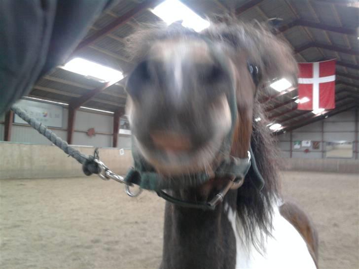 Pinto Arsenal - Jeg kan ikke nå billede 7