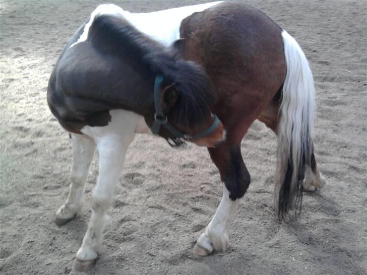 Pinto Arsenal - lige der ja det dejligt billede 9