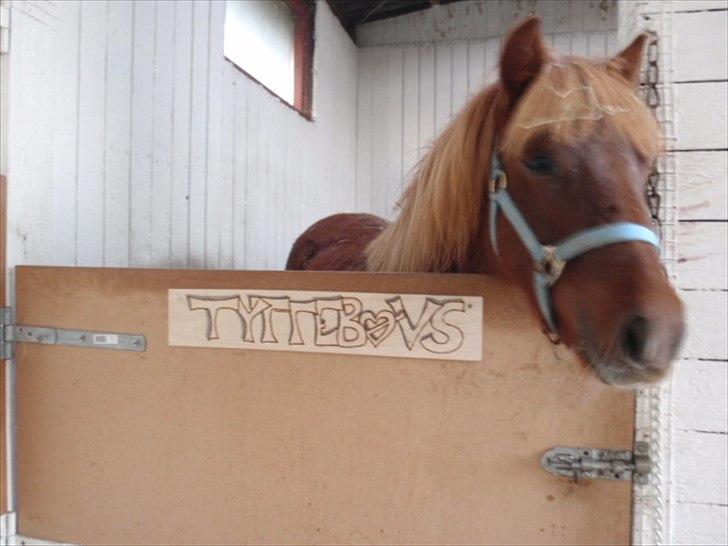 Anden særlig race tyttebøvs billede 1