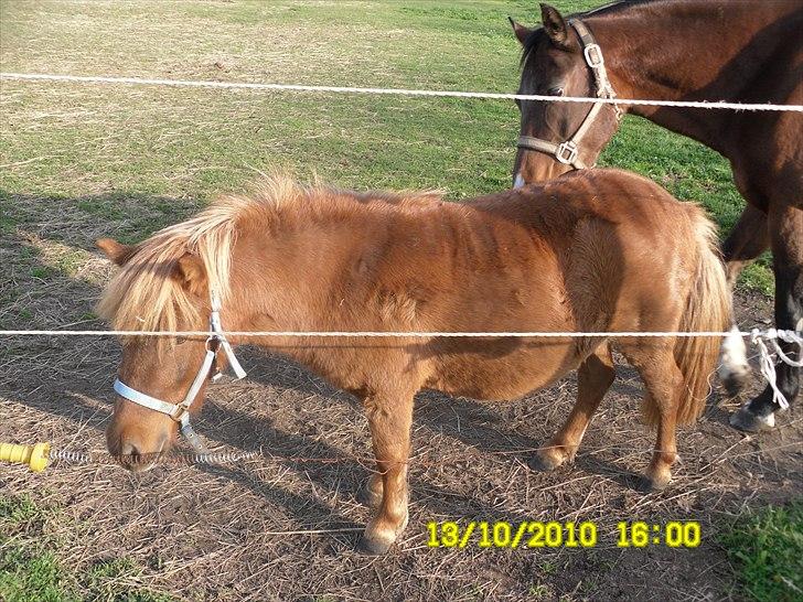 Anden særlig race tyttebøvs - det er dejligt at blive kløt billede 2