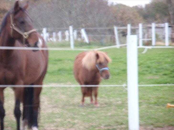 Anden særlig race tyttebøvs billede 3