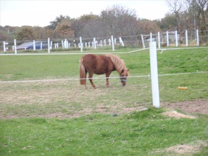 Anden særlig race tyttebøvs billede 4