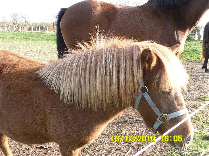 Anden særlig race tyttebøvs billede 5