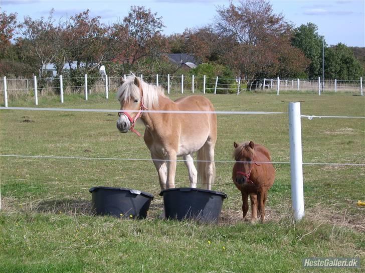 Anden særlig race tyttebøvs - vi vil ind! billede 6