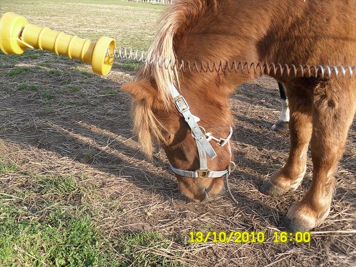 Anden særlig race tyttebøvs billede 7