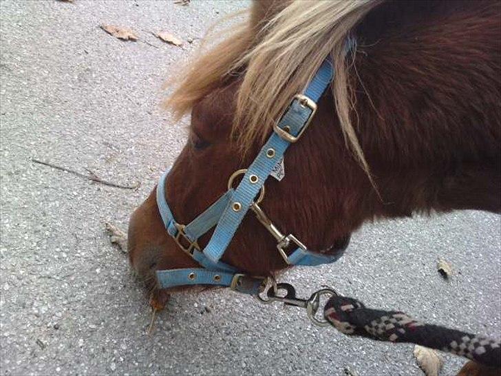 Anden særlig race tyttebøvs - Et blad!..;D billede 8