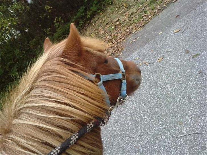 Anden særlig race tyttebøvs - Ude på tur!<3..;D billede 9