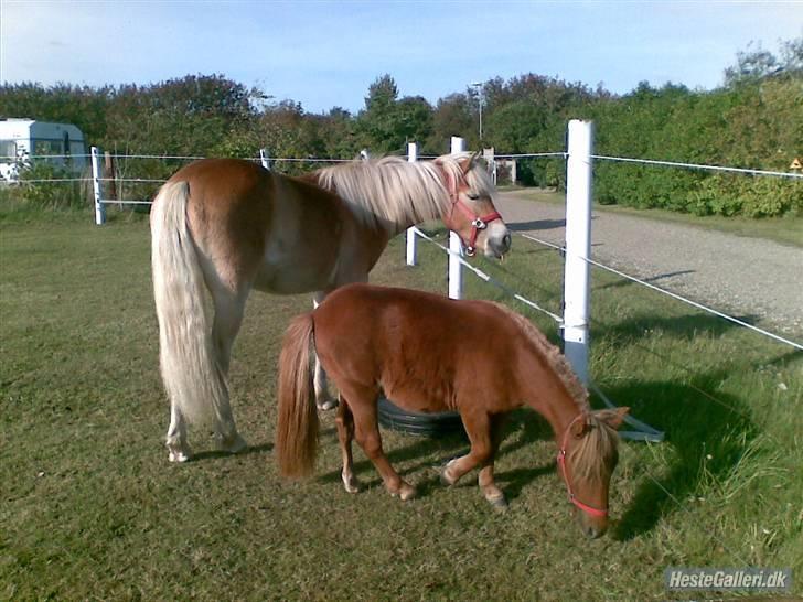 Anden særlig race tyttebøvs billede 10
