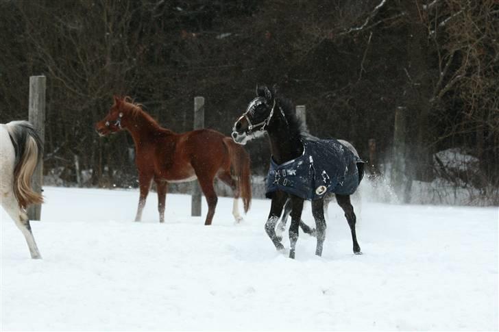 Arabisk fuldblod (OX) Skovly´s akisiah ox - Sne hest jan. 2010 billede af cecile billede 20