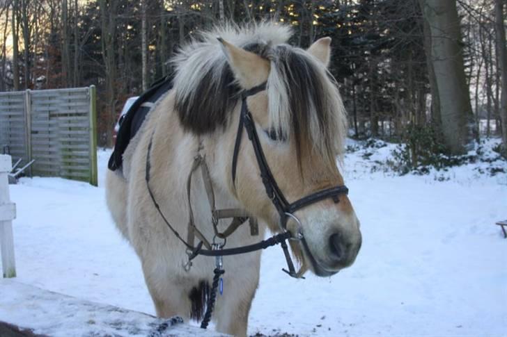 Fjordhest Alf - 14 Venter på at komem ud og ride Foto: Christine Schade billede 14