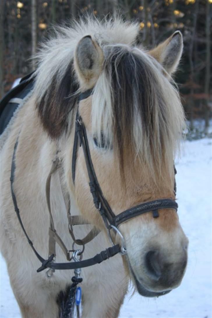 Fjordhest Alf - 15 Foto: Christine Schade billede 15