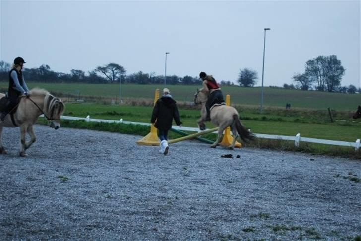 Fjordhest Alf - 16 Første gang vi sprang sammen Foto: Josefine Hilden billede 16