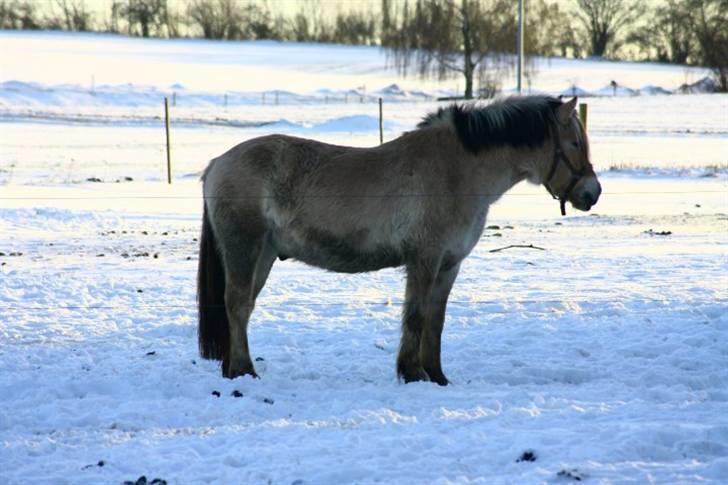 Fjordhest Alf - 17 Min beskidte hest ;) Foto Christine Schade billede 17