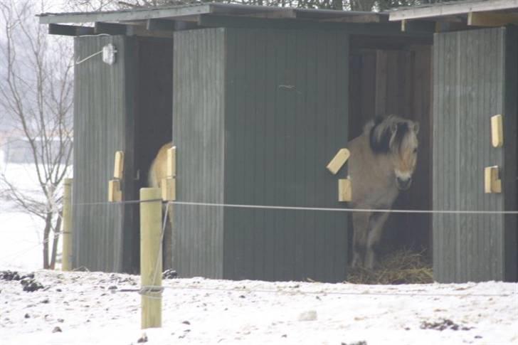 Fjordhest Alf - 18 Alf på løsdriften Foto Christine Schade billede 18
