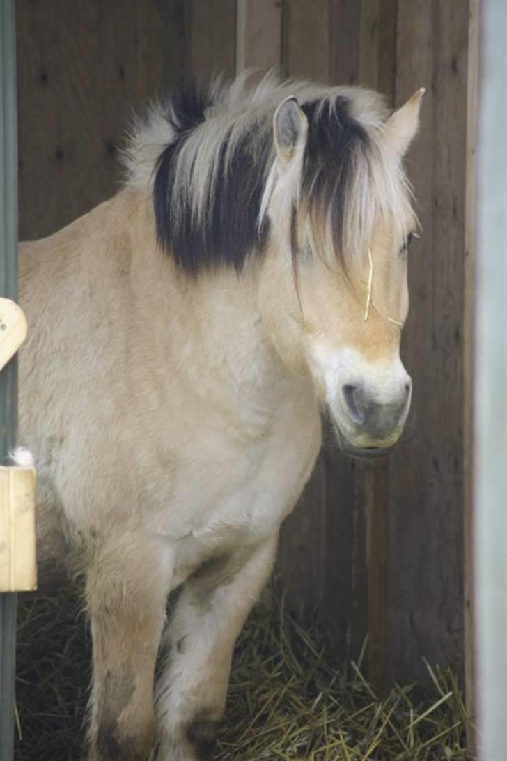 Fjordhest Alf - 19 Foto: Christine Schade billede 19