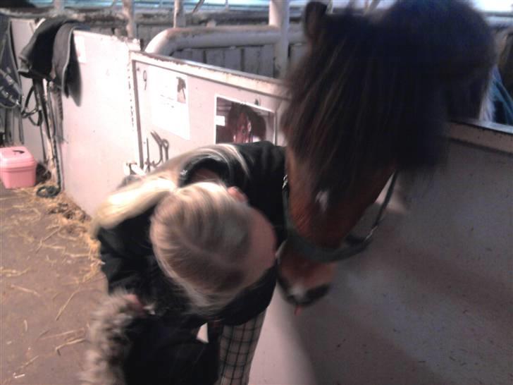 Pinto Arsenal - Må jeg få et kys Nalle billede 12