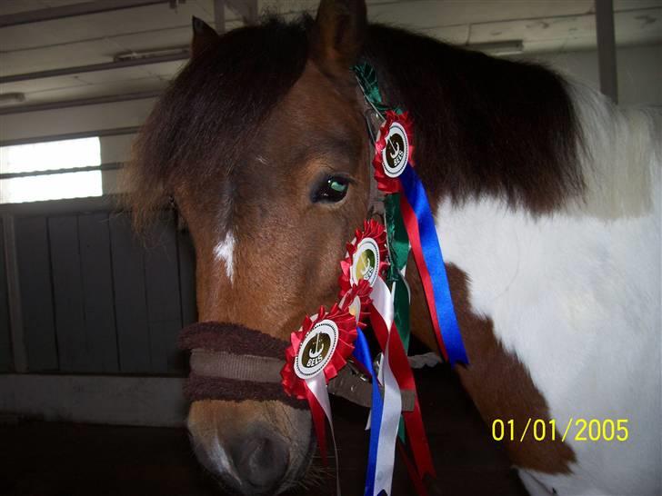 Pinto Arsenal - Mine præmier billede 14