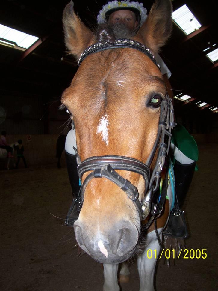 Pinto Arsenal - Nalles smukke hovede billede 15