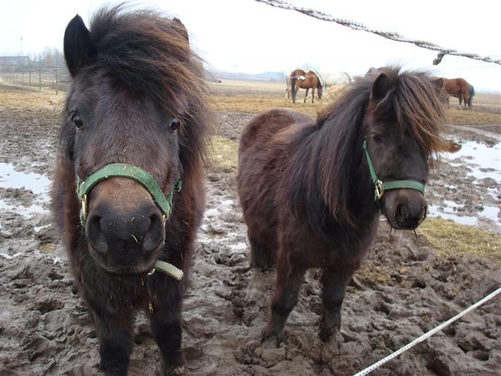 Shetlænder Toby - Hvad sagde du mor? :D billede 13