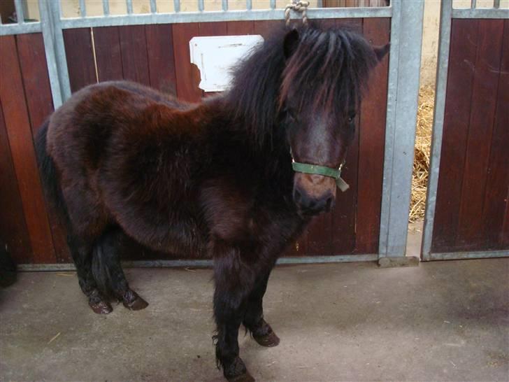 Shetlænder Toby billede 14