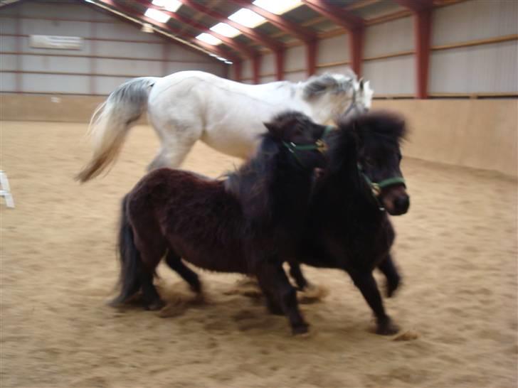 Shetlænder Toby - De elsker bare at lege samme de to <3  billede 15