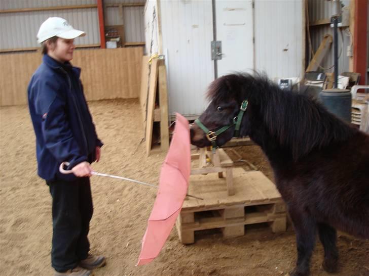 Shetlænder Toby billede 16
