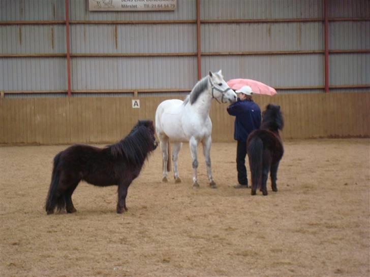 Shetlænder Toby - De 3 bedste venner <3 billede 17