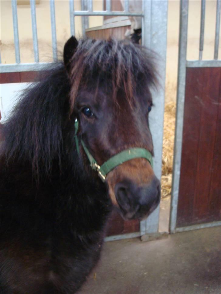 Shetlænder Toby billede 18