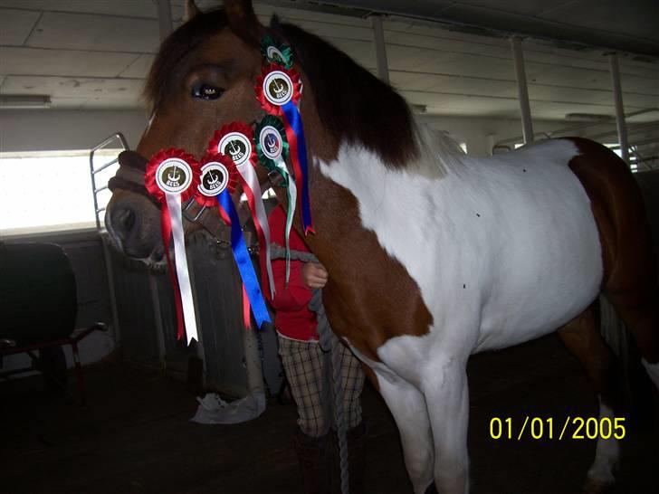 Pinto Arsenal - Jeg er såå sød og deejlig billede 20