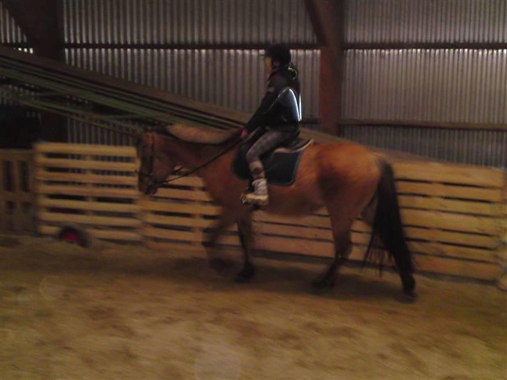 Anden særlig race daisy x-part solgt billede 2