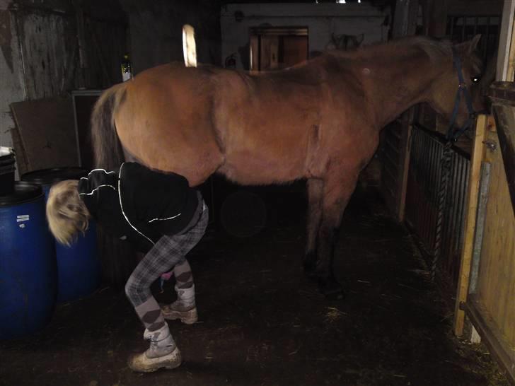 Anden særlig race daisy x-part solgt billede 3