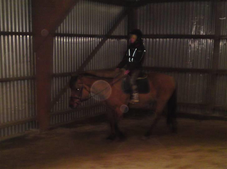 Anden særlig race daisy x-part solgt billede 4