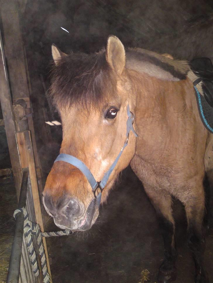 Anden særlig race daisy x-part solgt billede 5